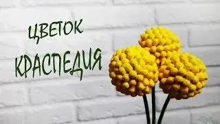 Очаровательные желтые цветы / Краспедия из ватных палочек