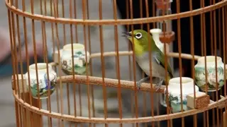 Birds White-eye (Zosteropidae): Favorite Bird, Chirping Singing In China - Birdsong 2017