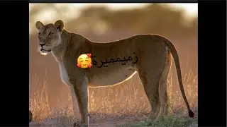 ويك ويييك عاجيلووون. 💣💣 اللهم اني مغلووب فانتصر 😭😭💪🏽
