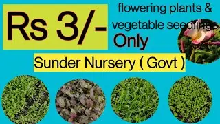 Only Rs 3 for Winter flowering plants  and vegetable seedlings |  Sunder Nursery | Govt Nursery