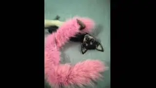 для любителей мини той терьера/for lovers of mini toy terriers👀🧤