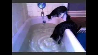 Cat Falls Into Bath Tub!