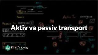Aktiv va passiv transport | Energiya va transport | Yuqori sinf biologiyasi