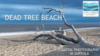 DEAD TREE BEACH - Coastal Photography in Suffolk