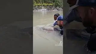 Golden Mahseer catch & release - The Greatest Fish #goldenmahseer #catchandrelease