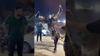 The Most Powerful Bull in the World! 💪🐂 #shorts #ytshorts