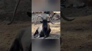 Rare Damascus Goat with Stunning Long Horns | Exotic Goat Breed in Pakistan