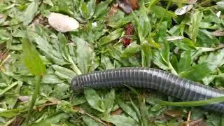 Julidae #animals #species