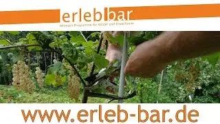 Obstgeh&ouml;lze hegen und pflegen &ndash; Wei&szlig;e Johannisbeere als Spindel im 2. Jahr