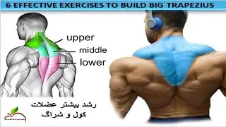 6 Best Exercises Trapezius Workout/Traps Workout