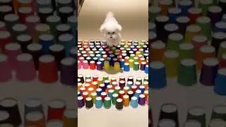 Paper Cup Challenge. Who did it better? #smile #tiktok #animals #shorts