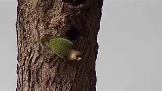 Djuma: Brown-headed Parrot in nest tree hole - 08:19 - 04/29/19