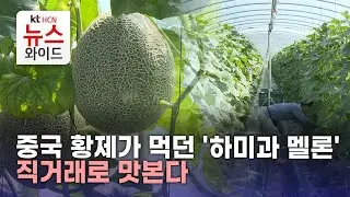 중국 황제가 먹던 '하미과 멜론', 직거래로 맛본다/HCN새로넷방송