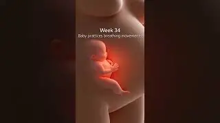 Week 33&ndash;36 Pregnancy | Baby&rsquo;s Final Growth Before Birth | 3D Pregnancy Animation #Shorts#pregnant