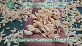 Big capisity chain type garlic peeling machine ~ Gajanand industries