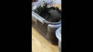 Tomopisthes varius apare&aacute;ndose (Anyphaenidae)