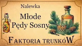 Nalewka z Młodych Pędów Sosny