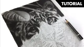 Drawing A Realistic Tiger - Part 3