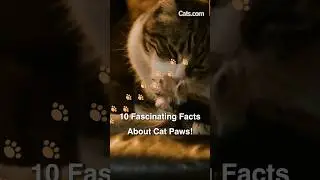 10 фактов о кошачьих лапках. Часть 2 🐾😻 #Shorts #Catpaws #Cattrivia #catvideos