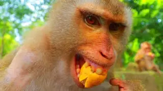 Lybby's Family I Feed fruits To LEO Rainbow Lybby
