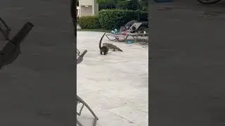 Coati fighting Iguana for pizza 🍕