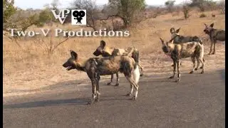Journey from Phabeni gate to Letaba Rest Camp in the Kruger National Park.