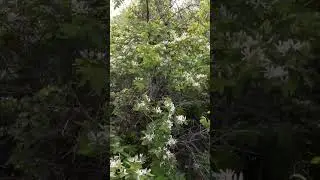 Жимолость обыкновенная / Common honeysuckle