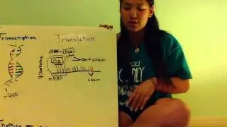 Protein Synthesis Project