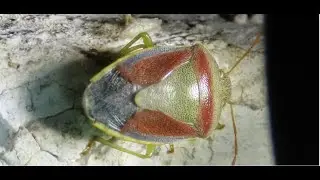 Piezodorus lituratus, the gorse shield bug  Greece  by  Theo