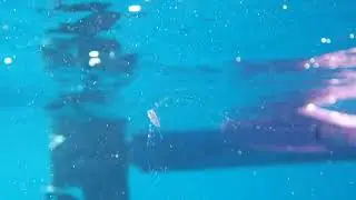 2021,02,06 西表島 ダイビング 遊びなーら ユキフリソデウオyg