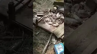 When you trying to get rid of snakes around the pond try this #shorts # snakes