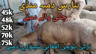 Turky Dumba Banaras Bakra Piri Banaras Bakra Mandi Sheep Goat and cattle