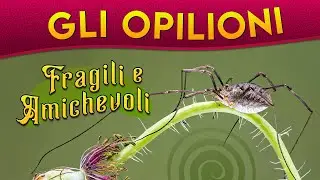 Gli Opilioni: fragili e amichevoli ► Puntata 145