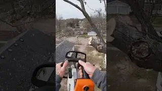How to do a jump cut on tree limb