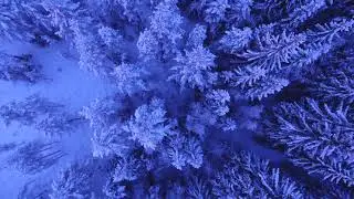 Echo Wood - Music by Ambrose Freeman-Toole