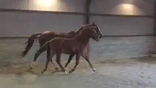 Stunning Modern Dressage Colt