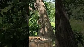 Jumping Squirrel #cattv  #shorts #squirrel #jump  #nature#wildlife  #birdlife