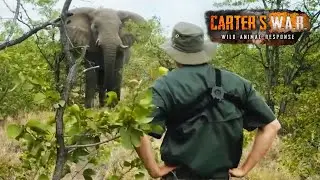 Investigating the Controversial Elephant War | Carters WAR