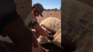 Experience the Thrill of #Camel Sausage in Seconds