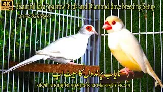 Exotic and Beautiful Java Sparrow Birds and Dimond Dove Breeding Setup 2024 | सुंदर पक्षी सेटअप