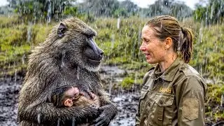 Father Baboon Runs to a Human &mdash; What Happened Next Shocked Everyone