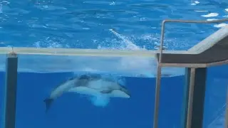 Ohana & Mai'a | Pacific White-Sided Dolphins (11/9/24)