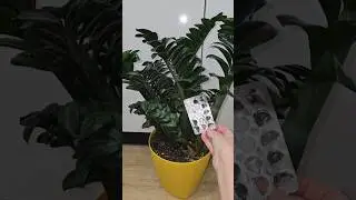 Лью в замиокулькас для мощного роста и растет пышный куст #plants #цветы