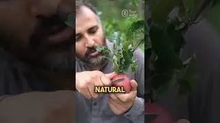 Apple Natural Wax Coating