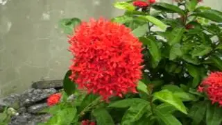 flower DSCI3422.AVI