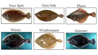 DrivenData: Competition N+1 fish, N+2 fish