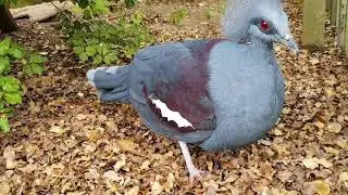Common Crowned Pigeon (Goura cristata) Display & Vocalisations