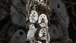 Japanese Flying Squirrel - In 1 Minute!🐿One Of The Cutest And Most Exotic Animals In The Wild. #top