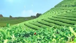 Atomy Green tea (high quality but low price)