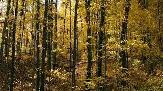 Louisville Parks Series - A Hidden Gem In All Its Fall Glory